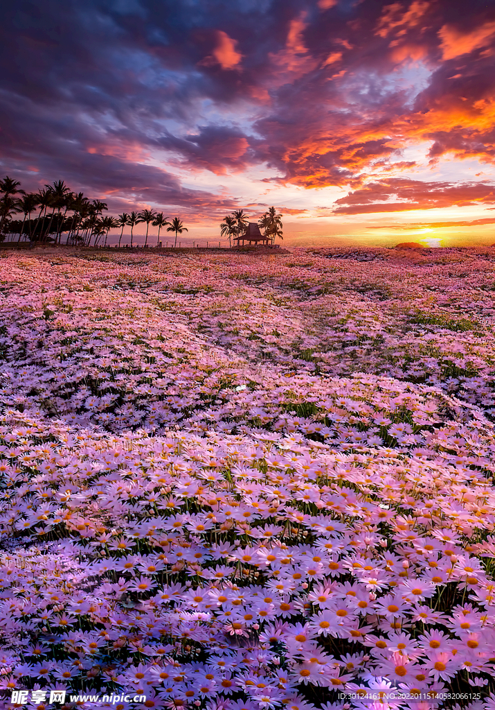 云海 花海