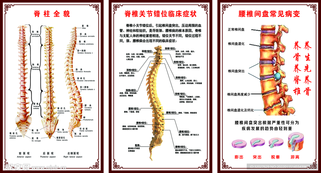 脊柱全貌 脊椎关节错位临床症状