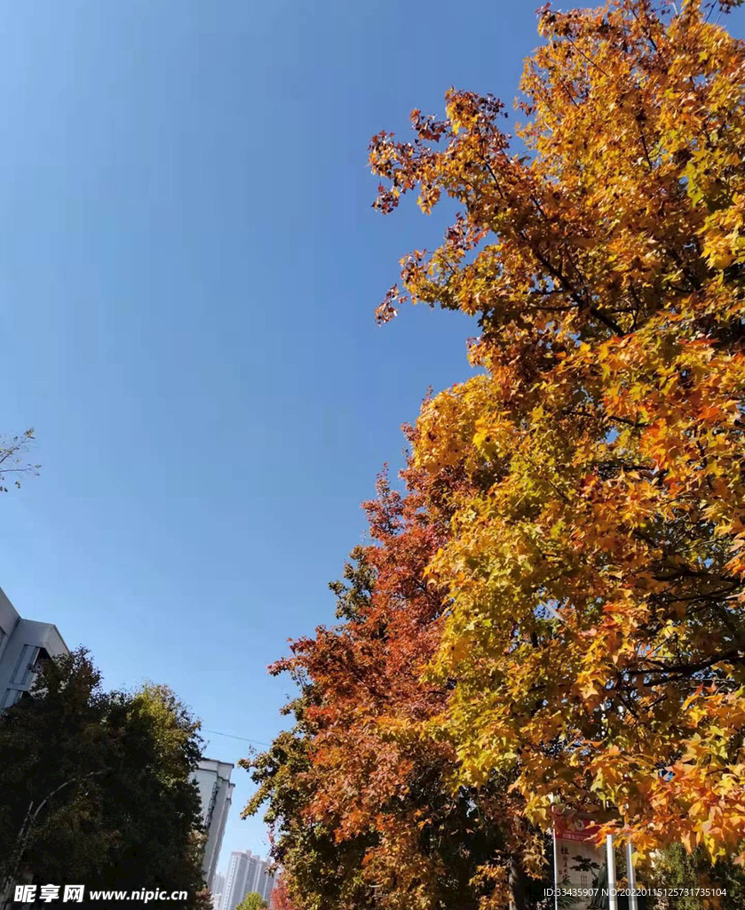 秋景