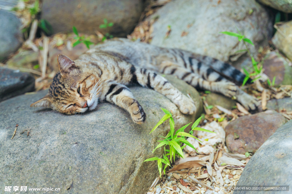 睡觉的小猫咪