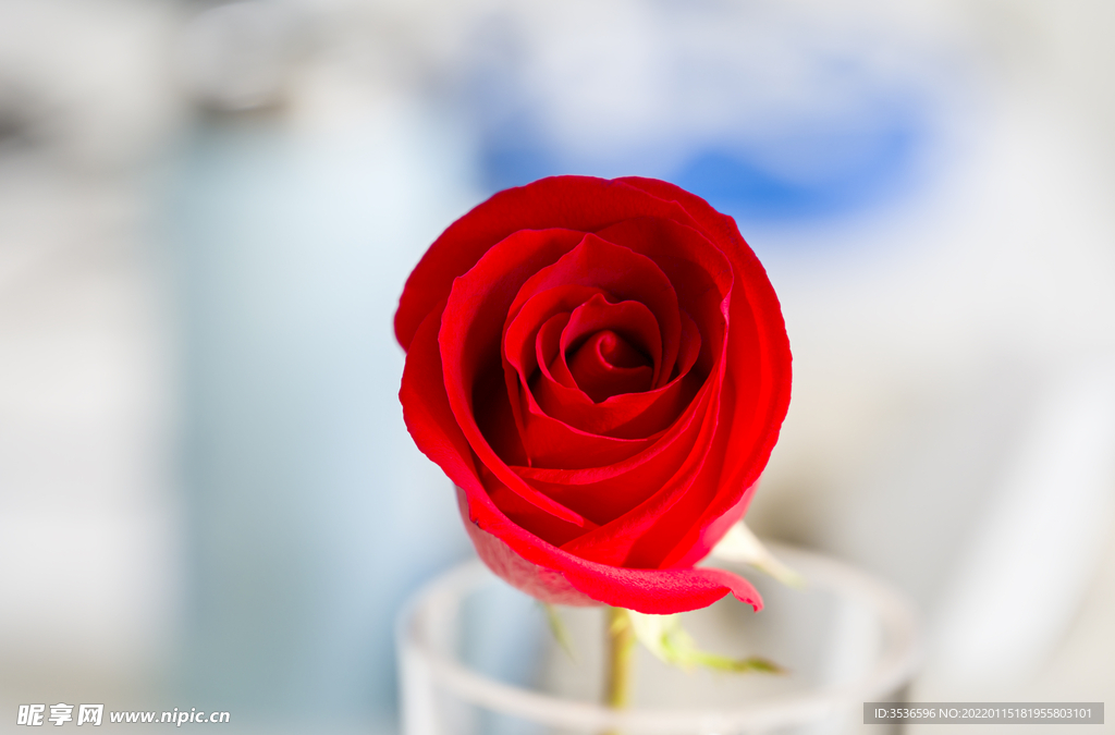 唯美红玫瑰花高清大图