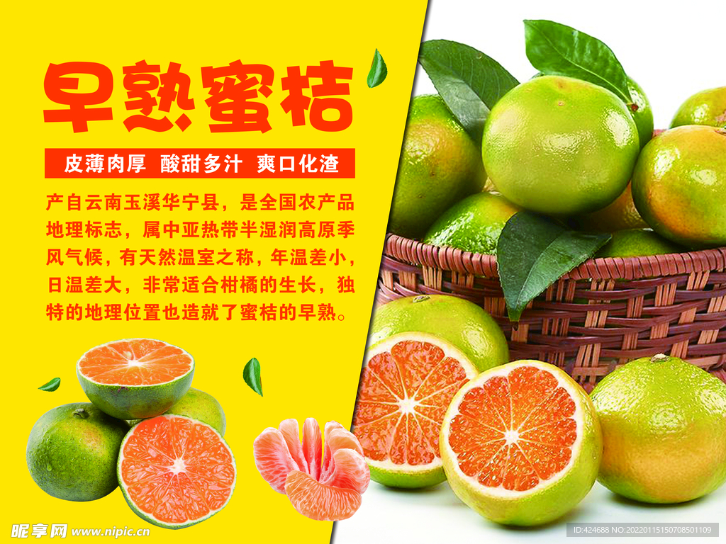 早熟蜜桔