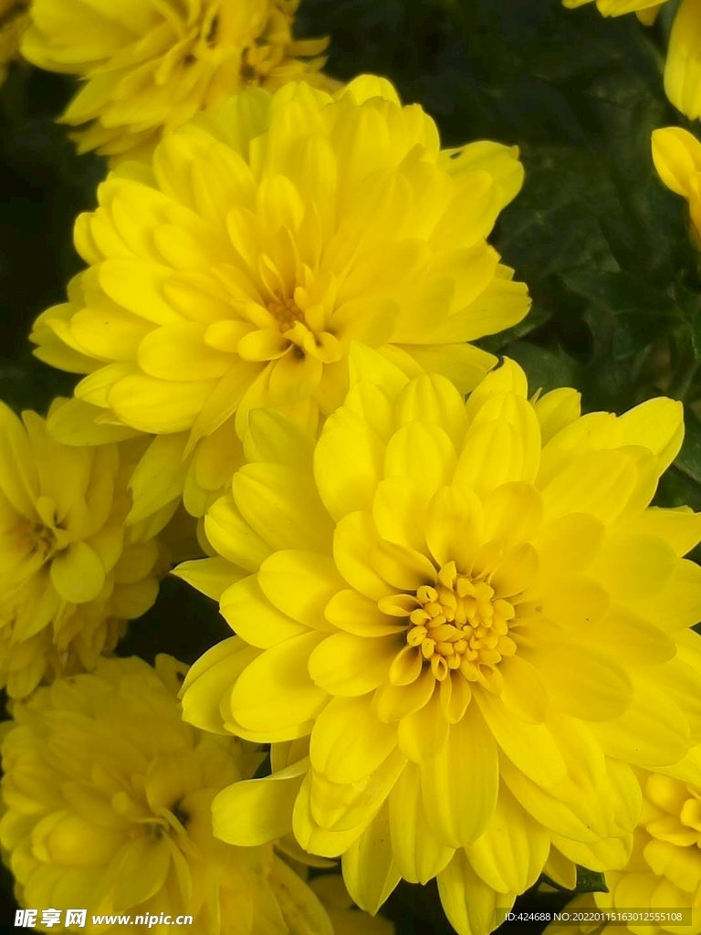 菊花