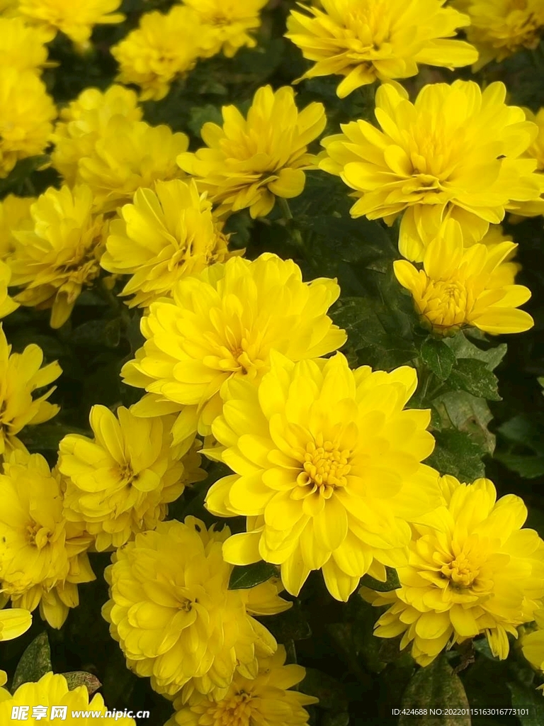 菊花