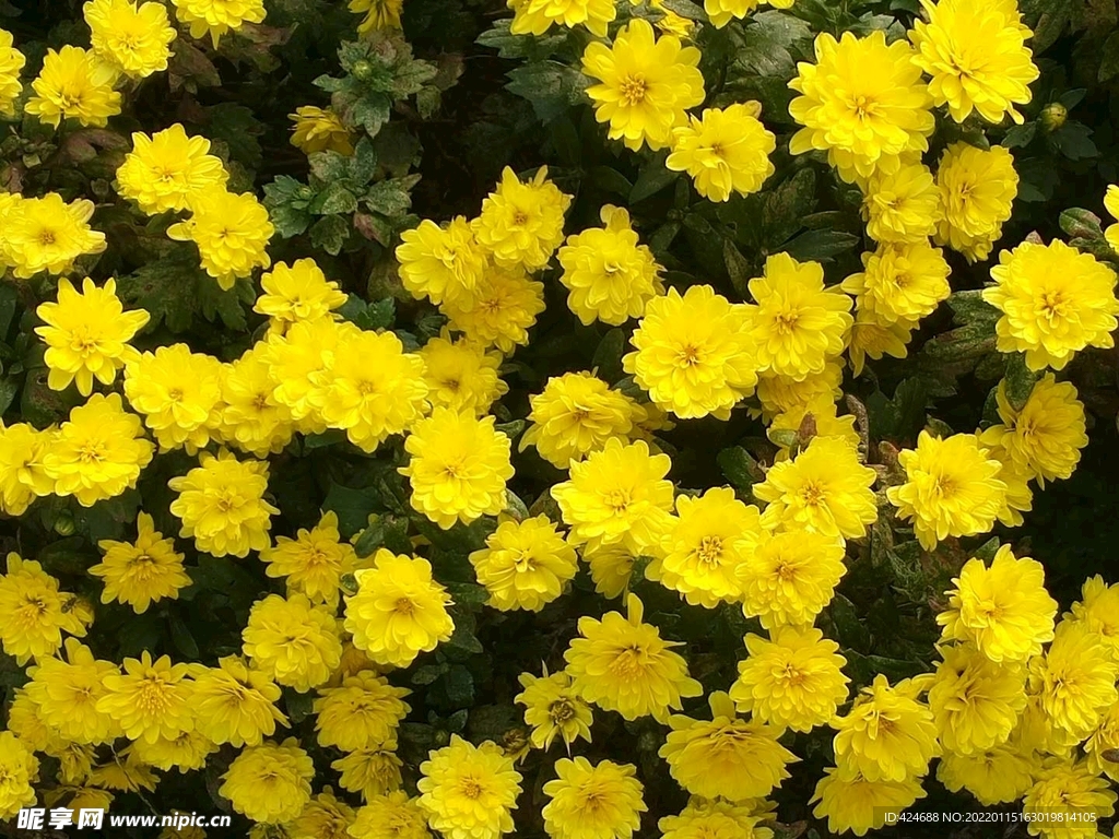 菊花