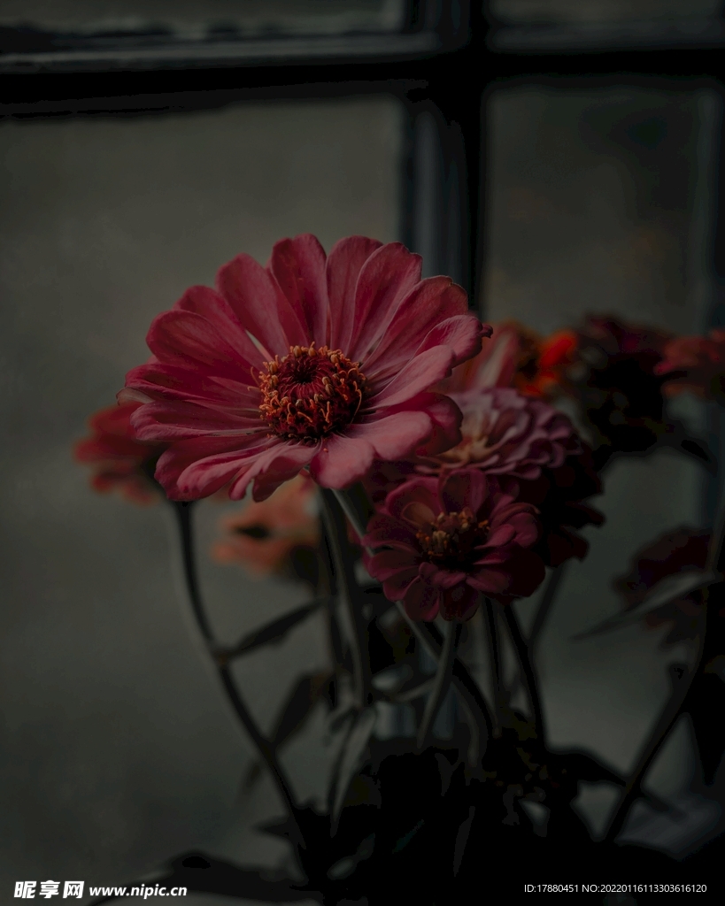 菊花