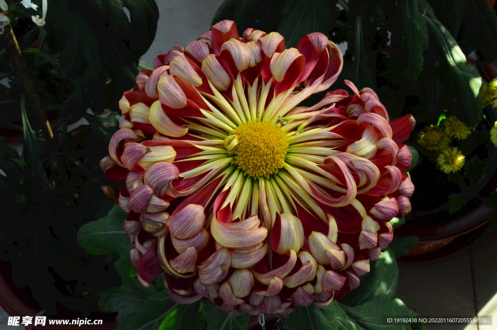 菊花 