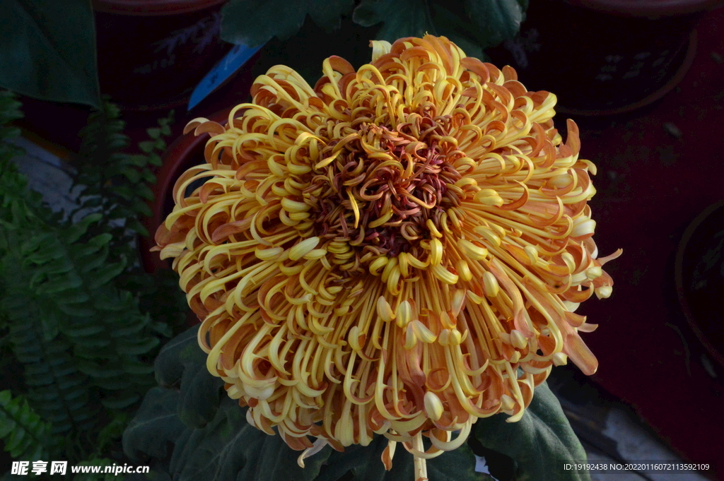 菊花 