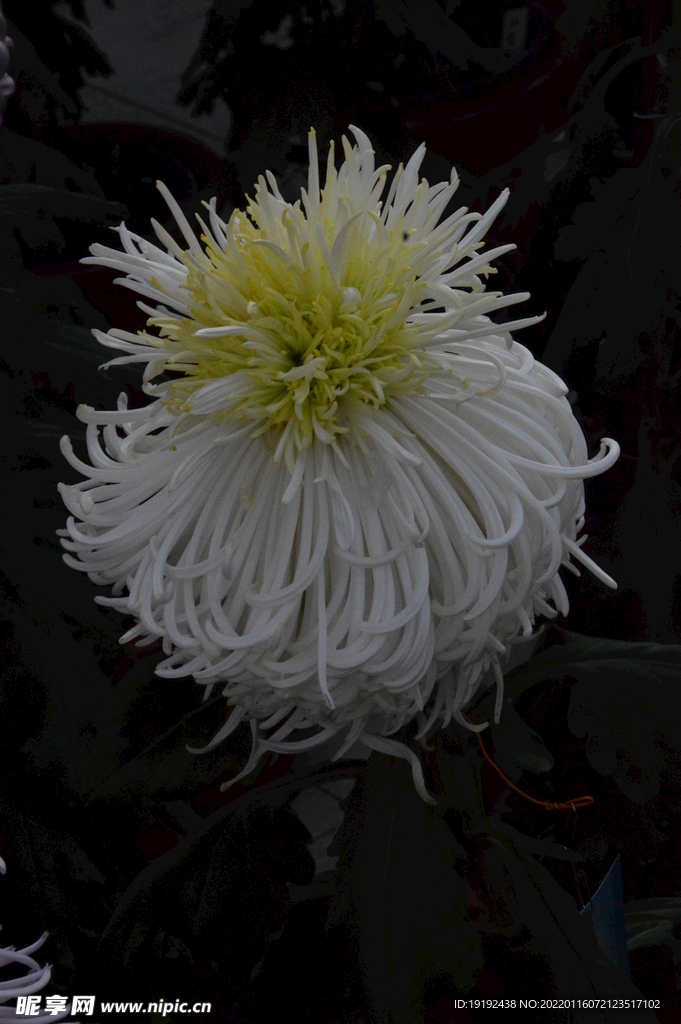菊花 