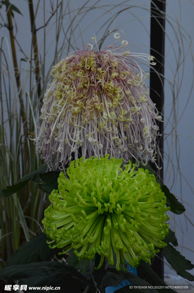 菊花 