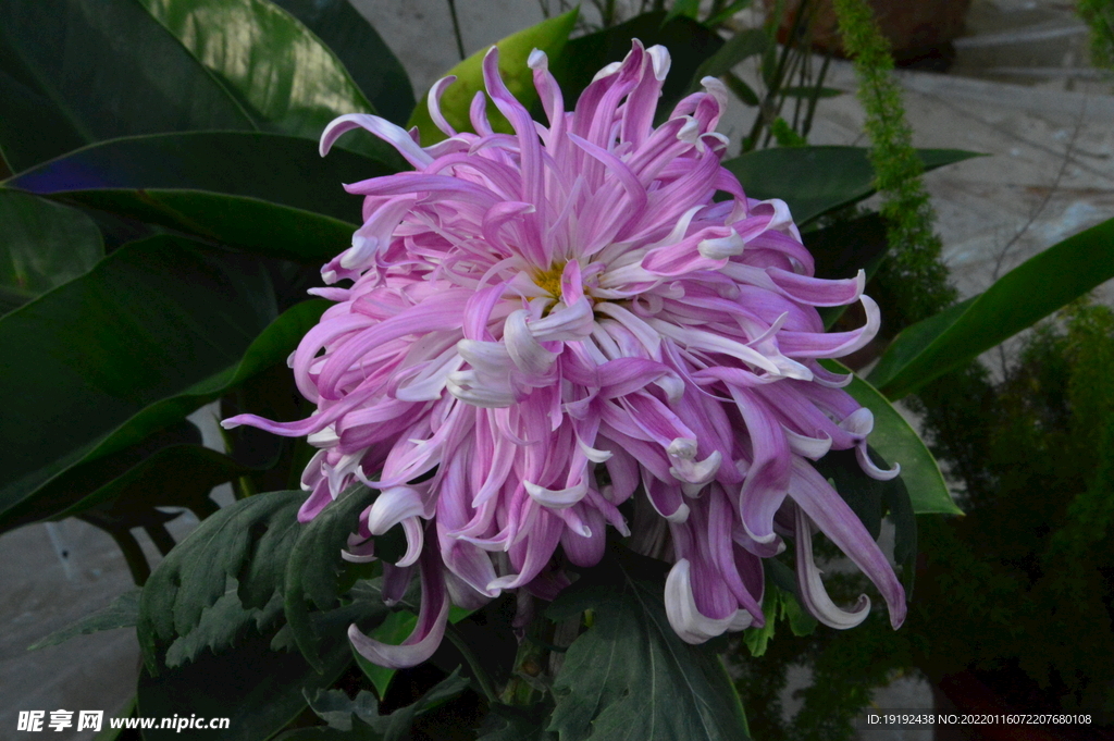 菊花 