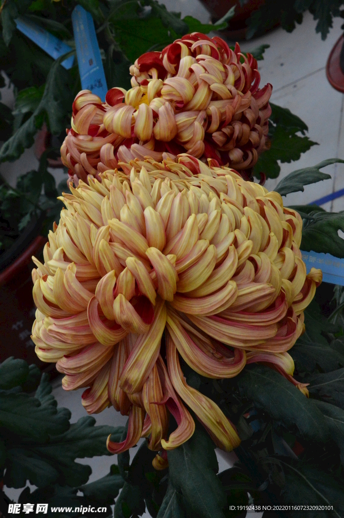 菊花