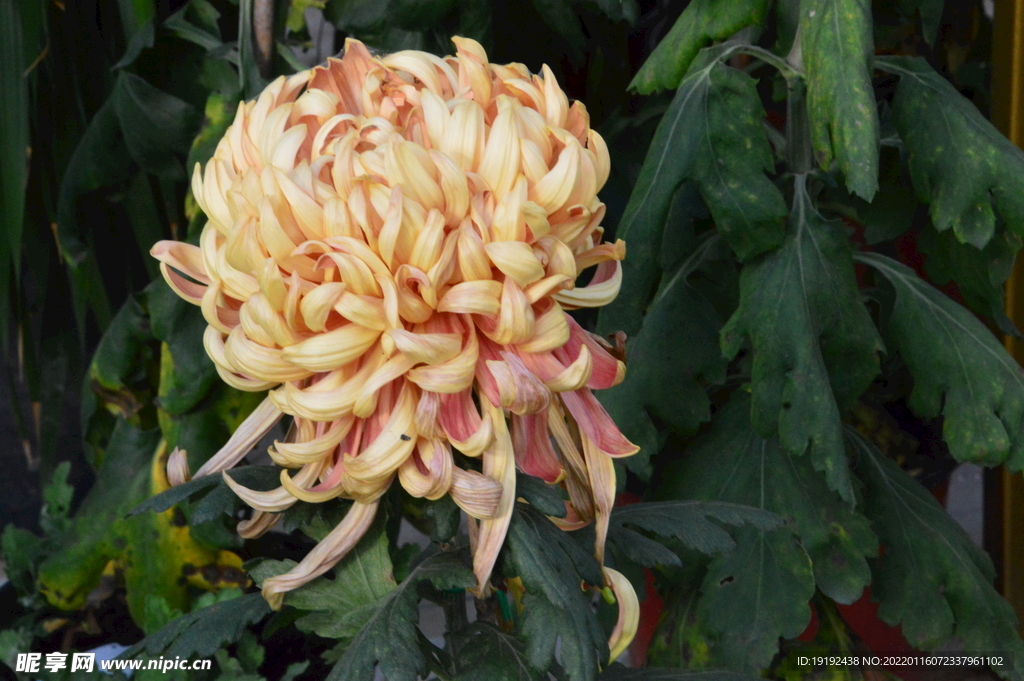 菊花 