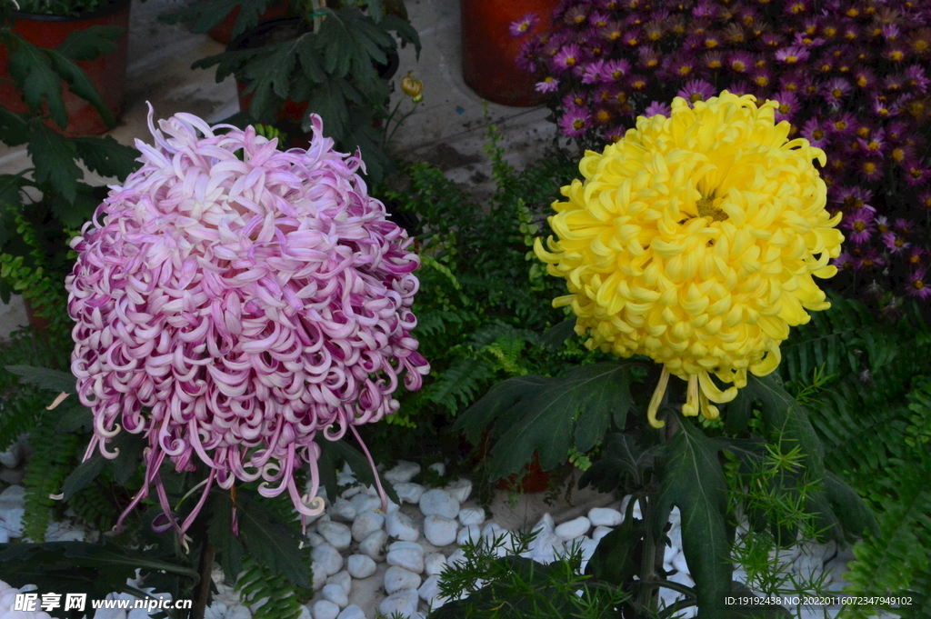 菊花 