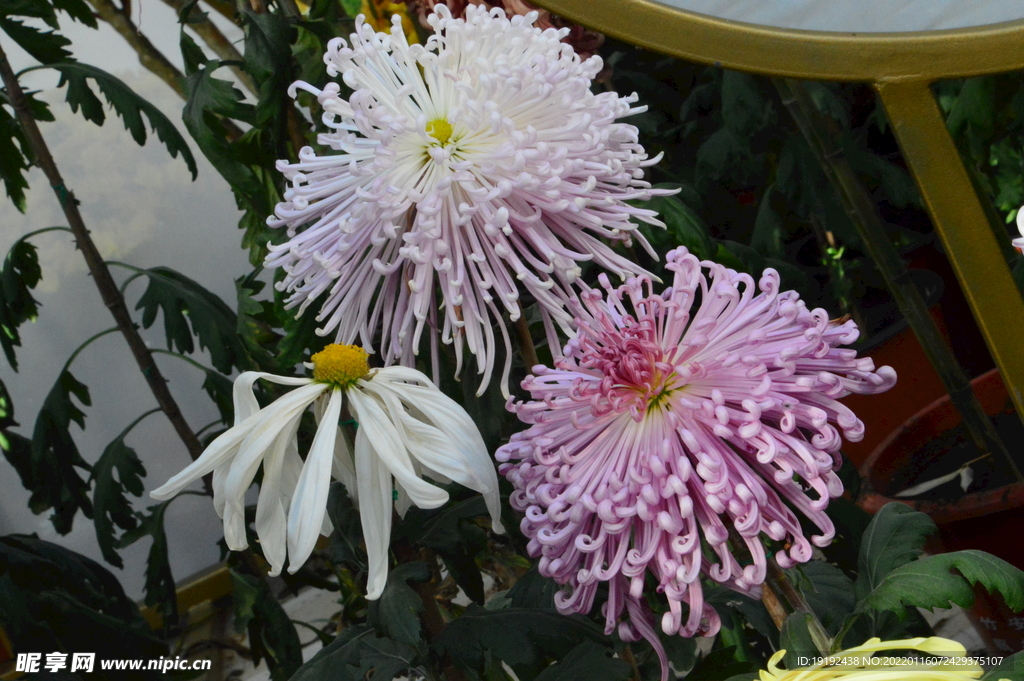 菊花 