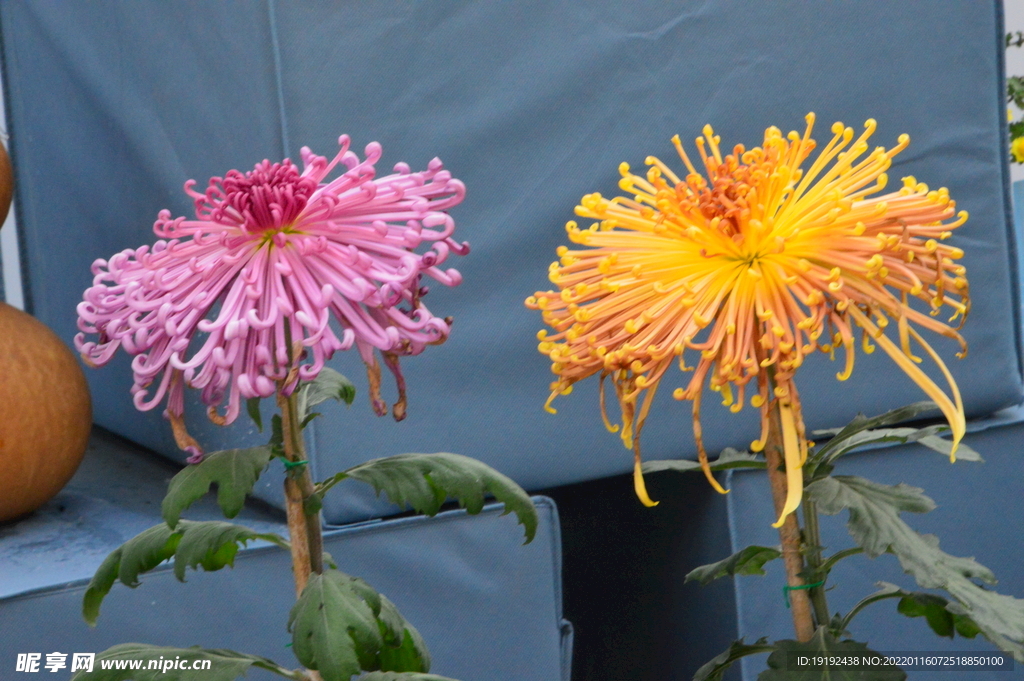 菊花 