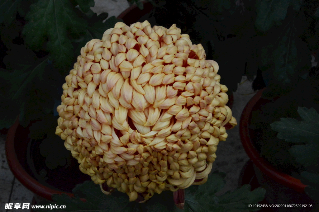 菊花