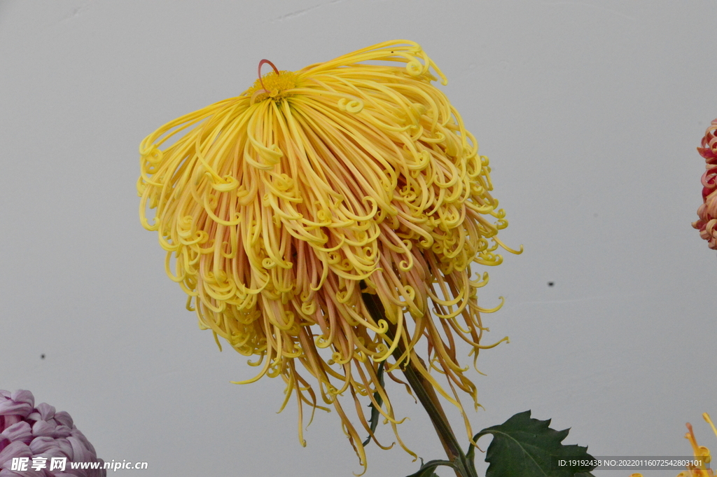 菊花