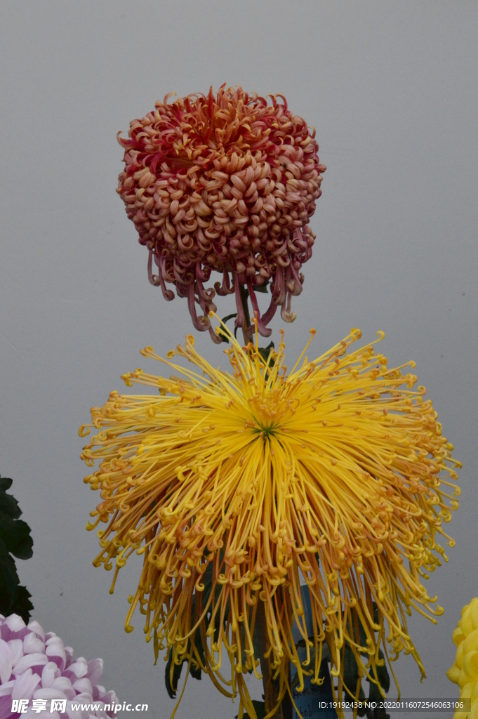 菊花 