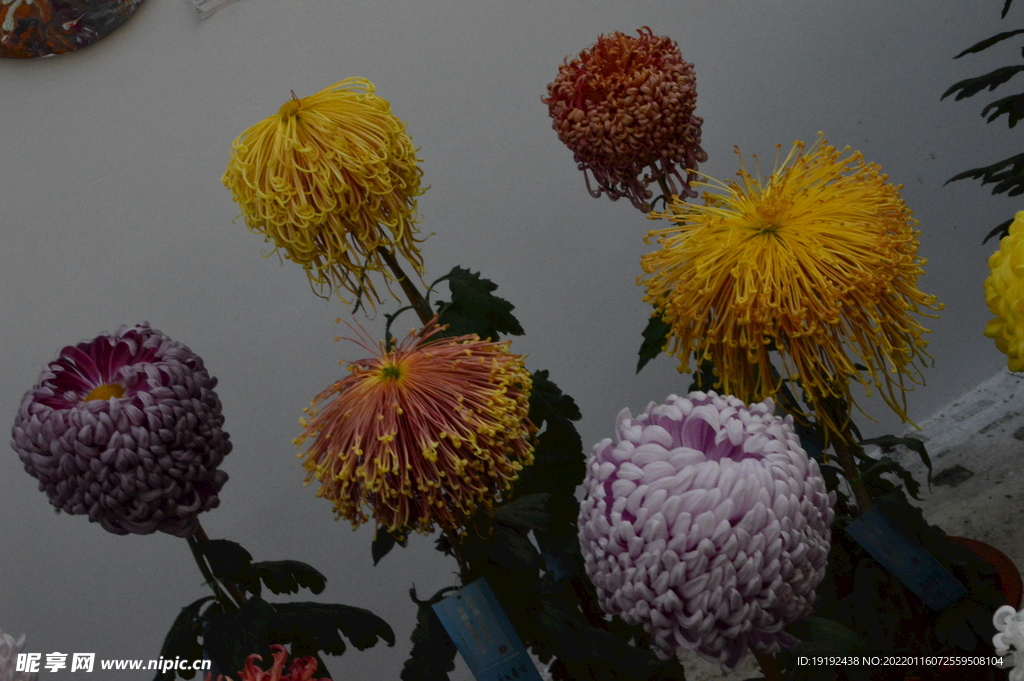 菊花 