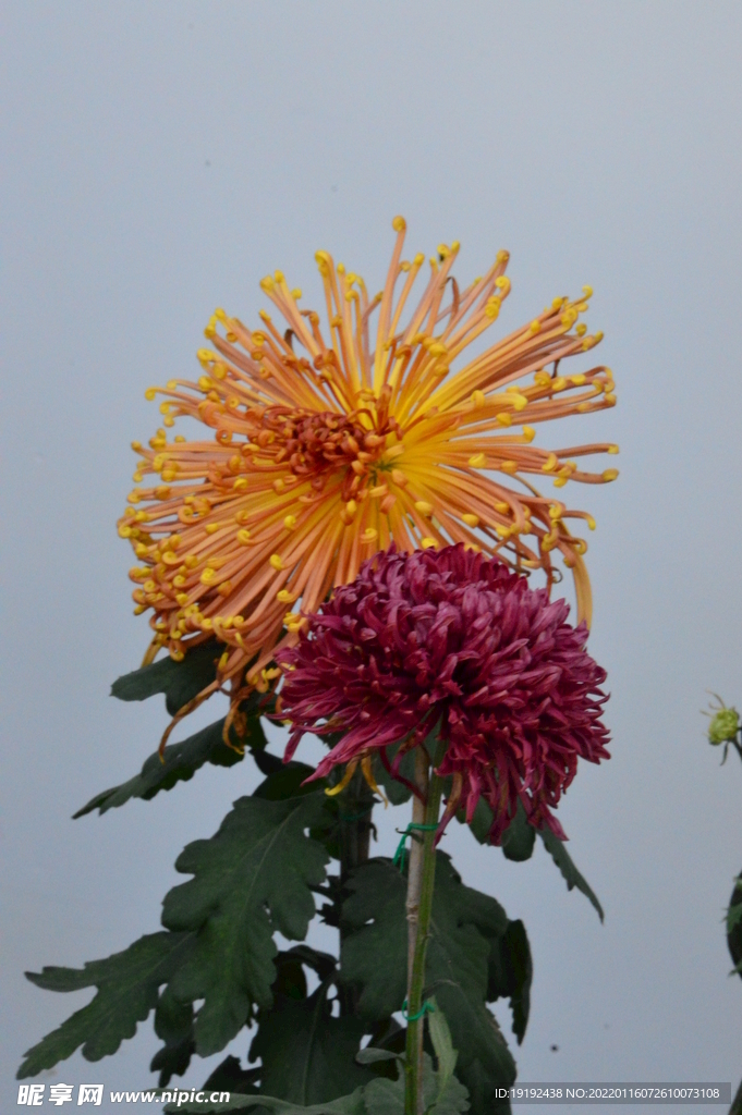 菊花