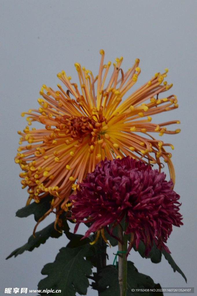 菊花 