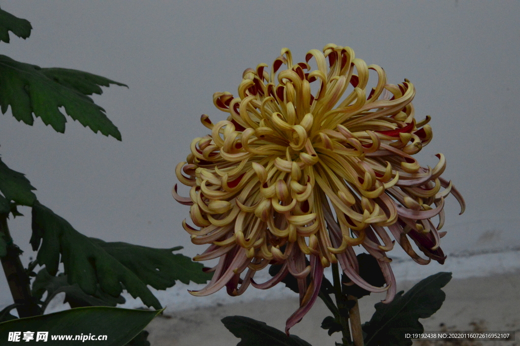 菊花 