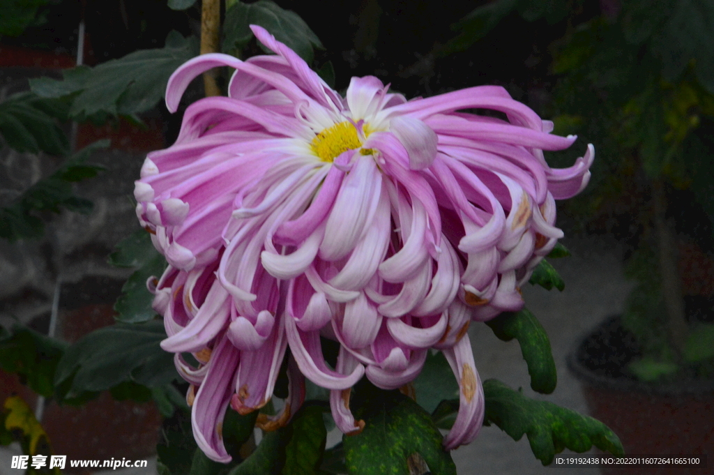 菊花 
