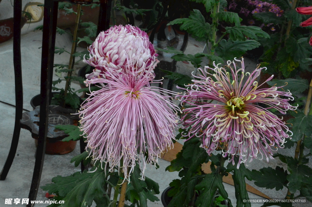 菊花 