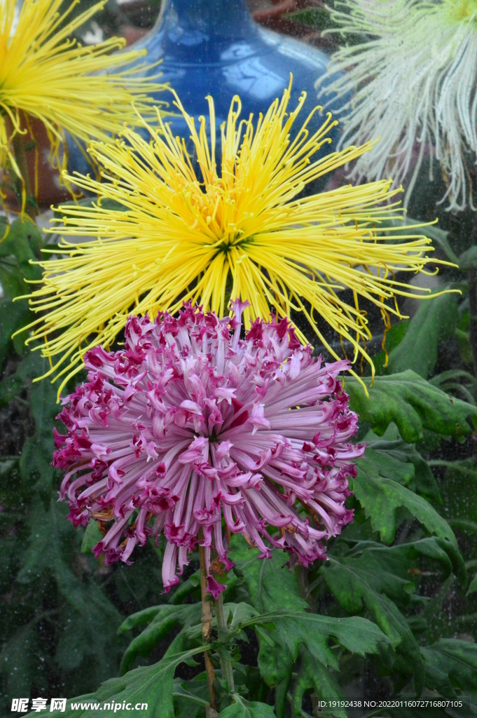 菊花