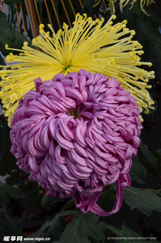 菊花