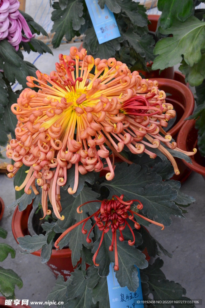 菊花