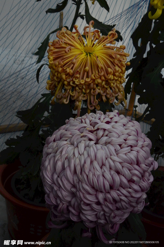 菊花 