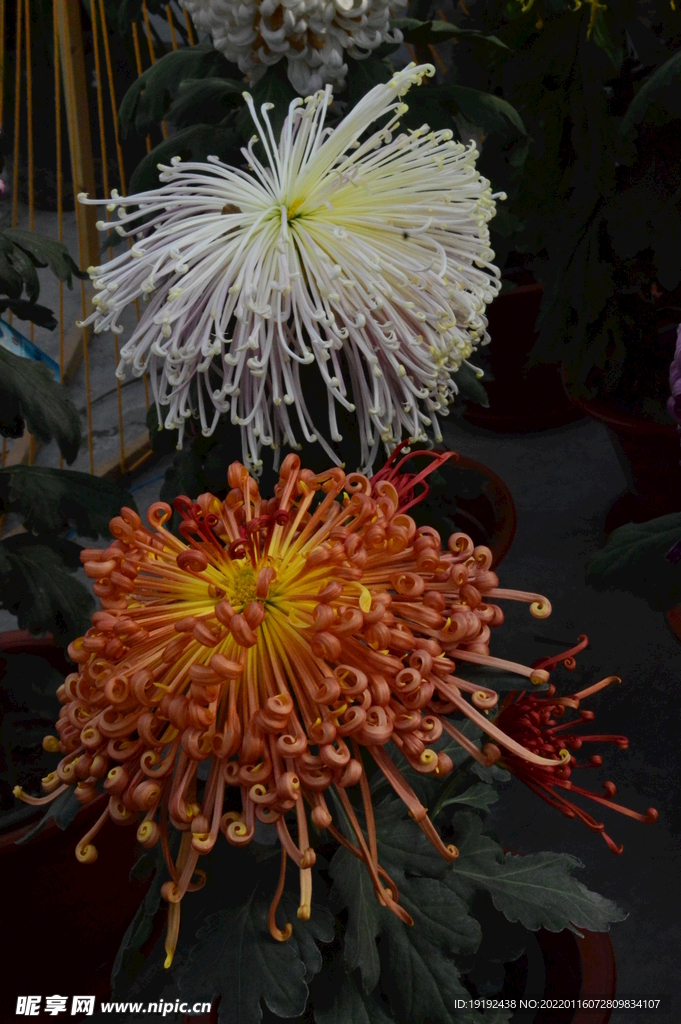 菊花