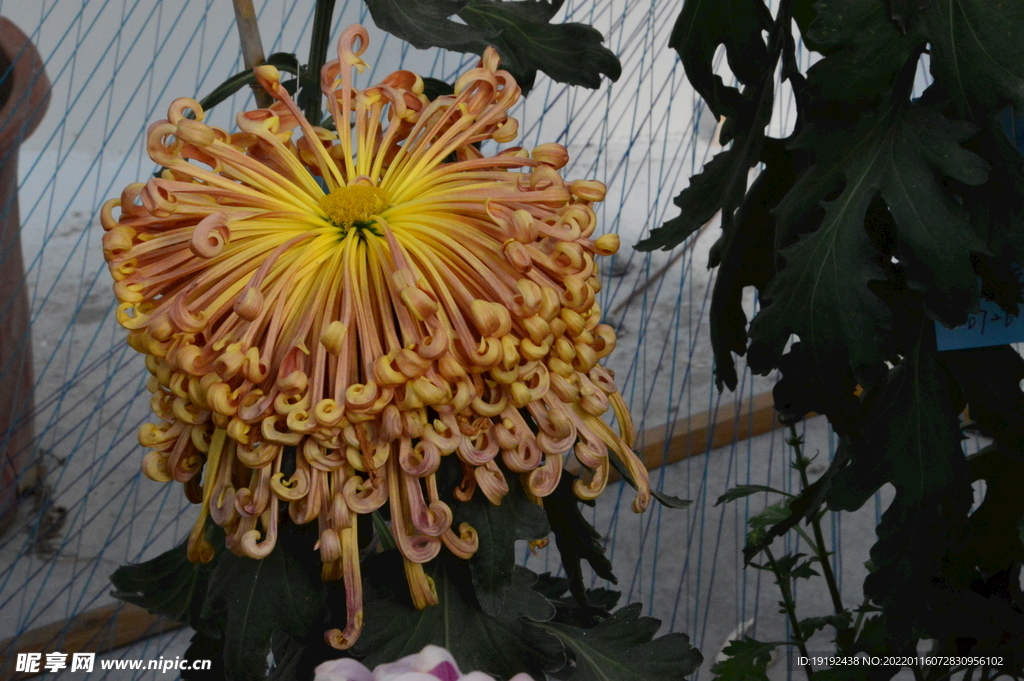 菊花 
