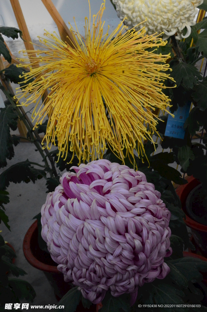 菊花 
