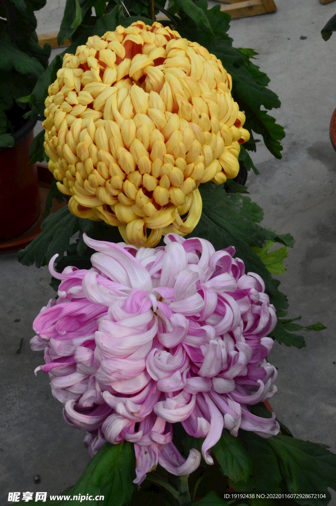 菊花