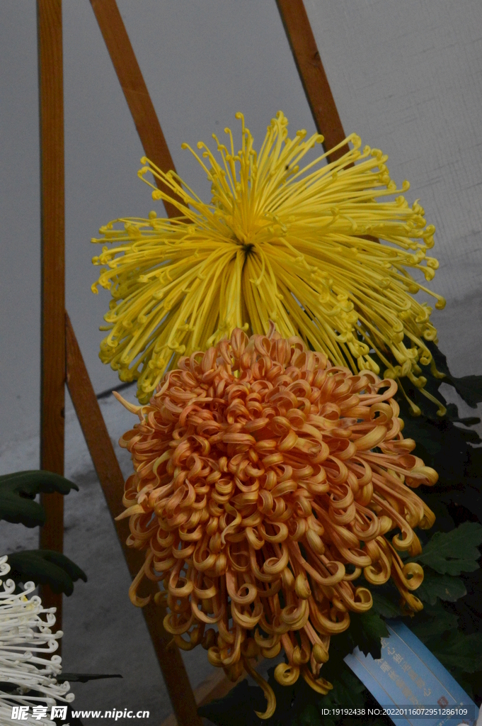菊花 