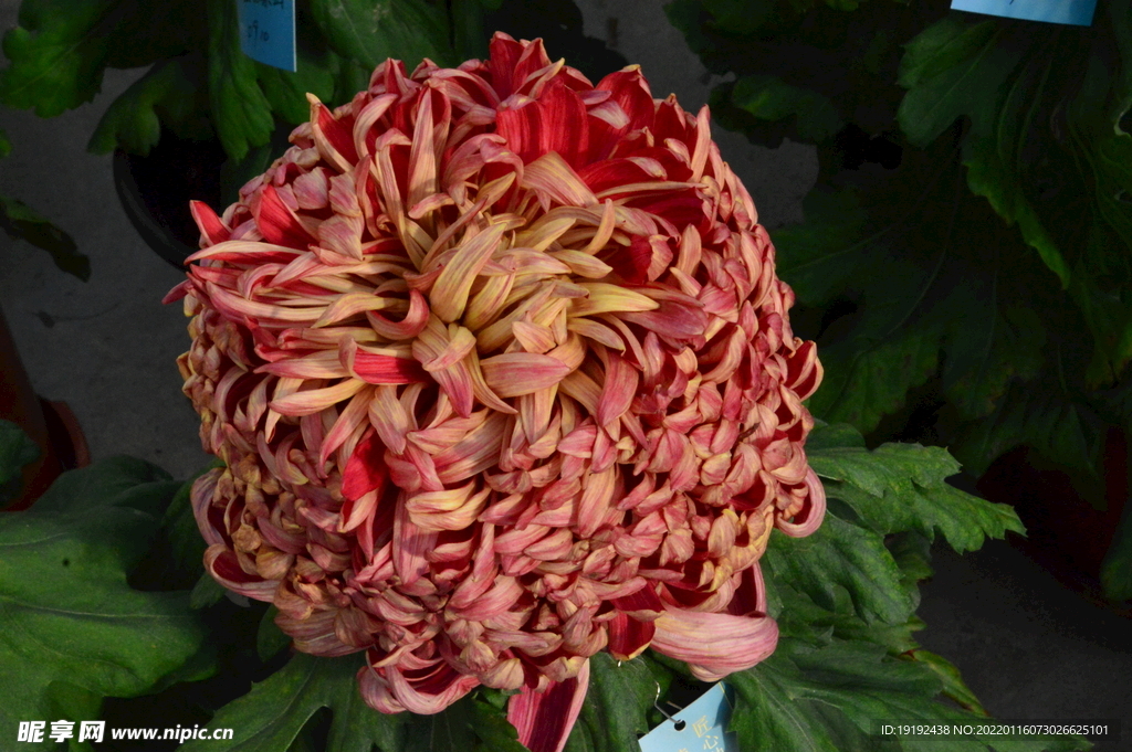 菊花 