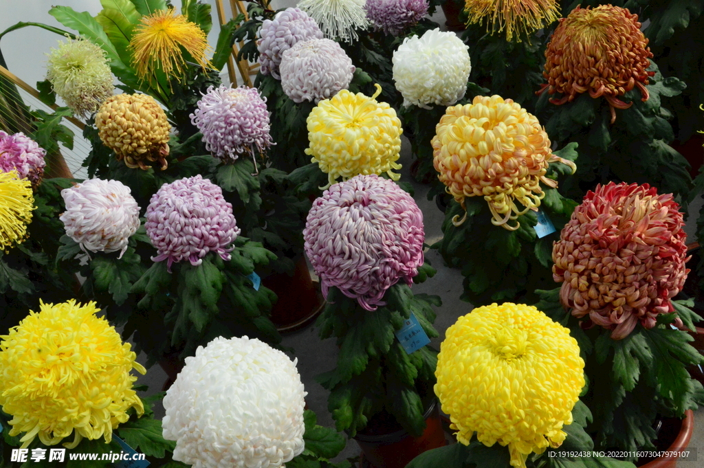 菊花 