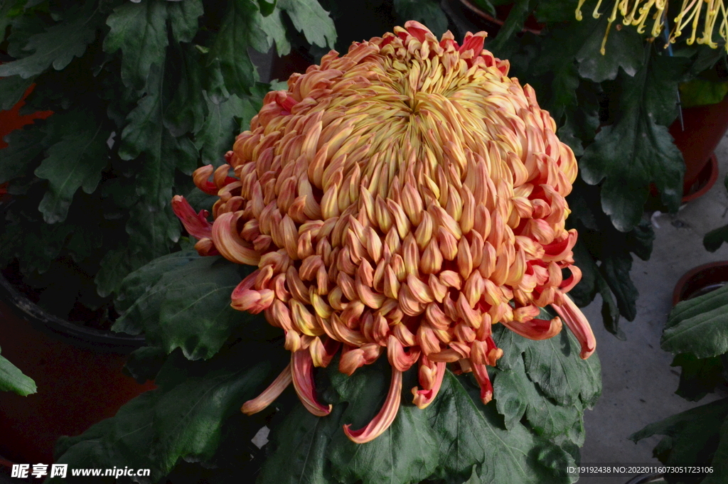 菊花 
