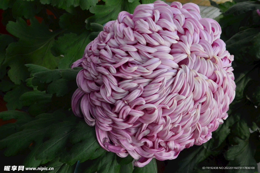 菊花