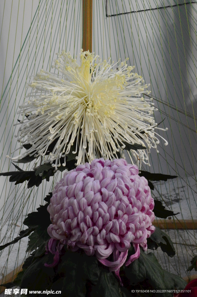菊花 