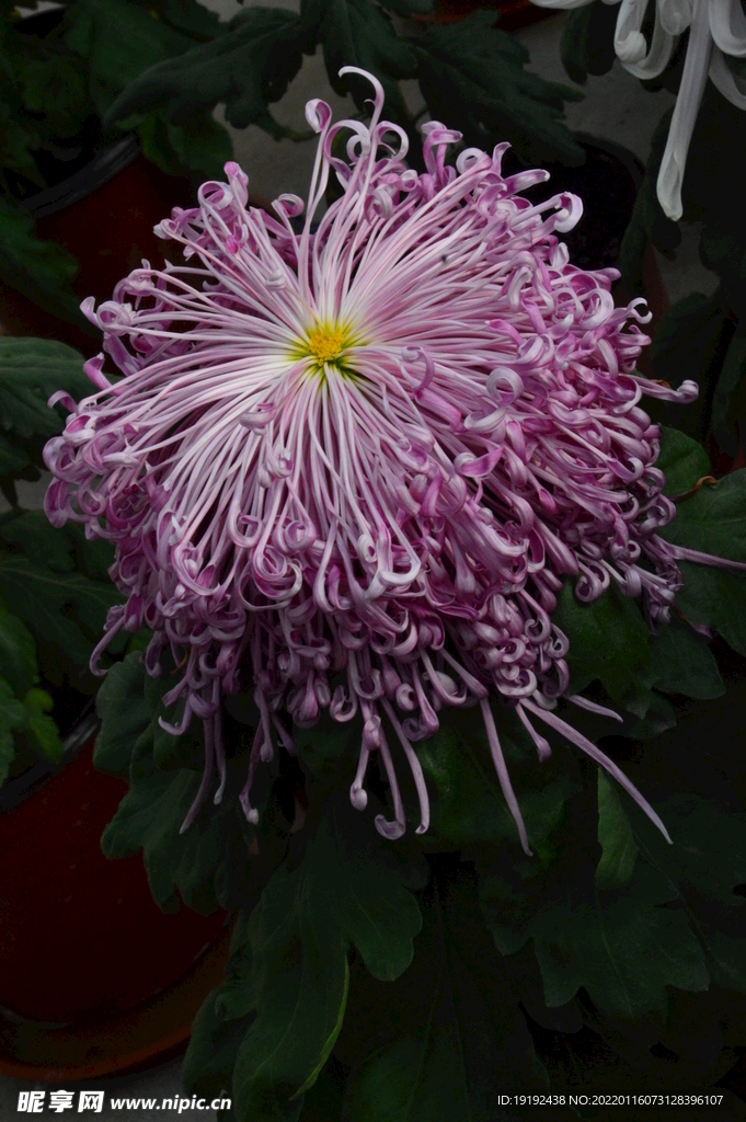 菊花 