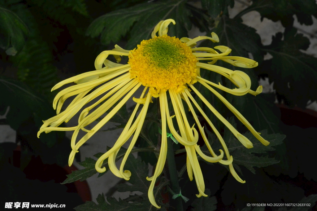 菊花