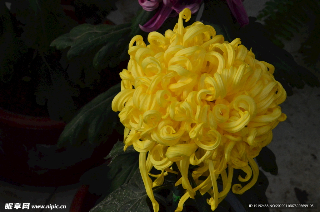 菊花 
