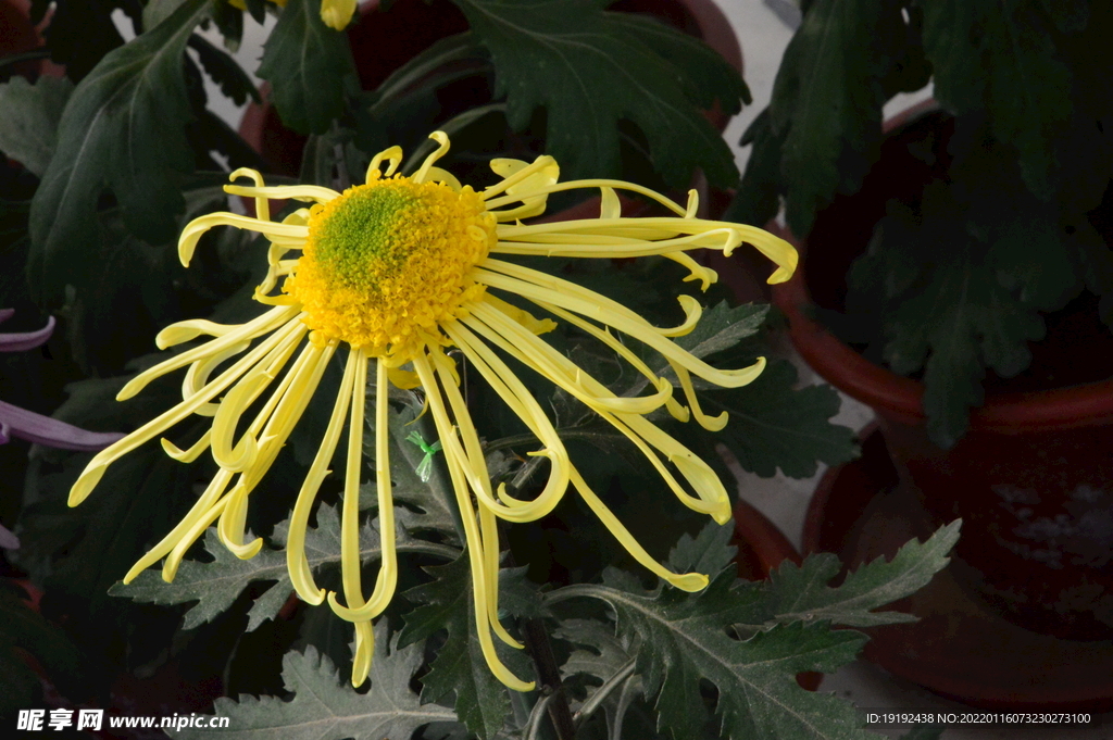 菊花