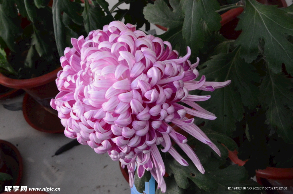 菊花