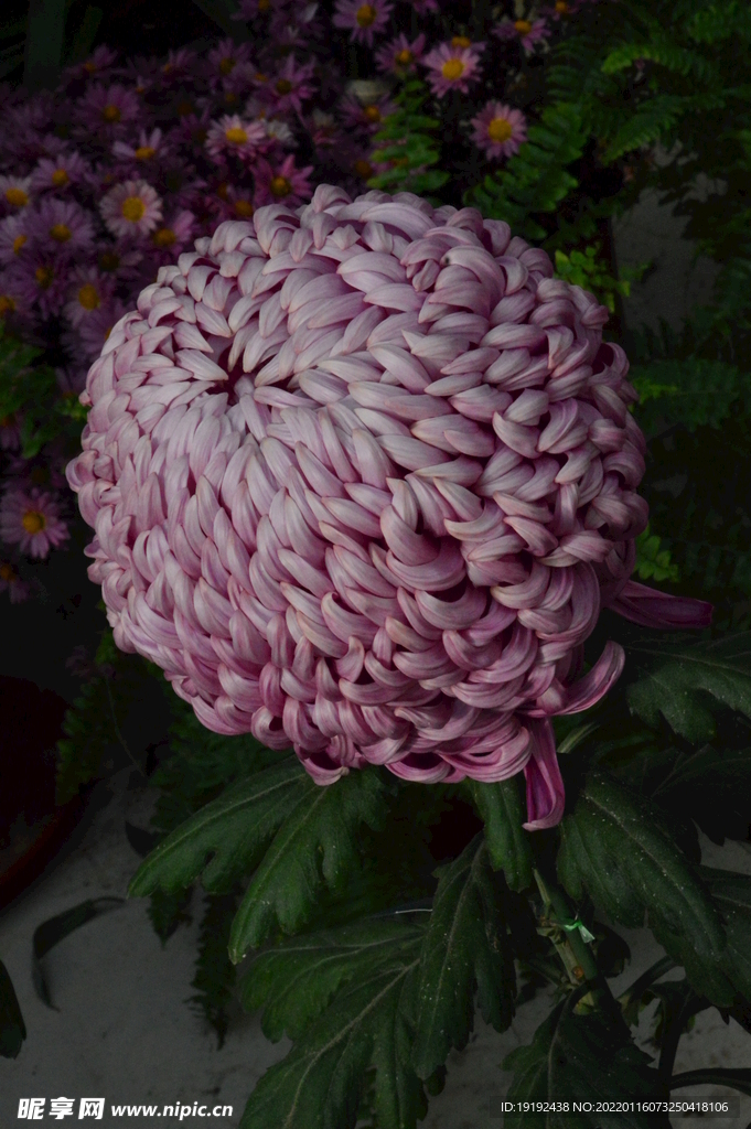 菊花 
