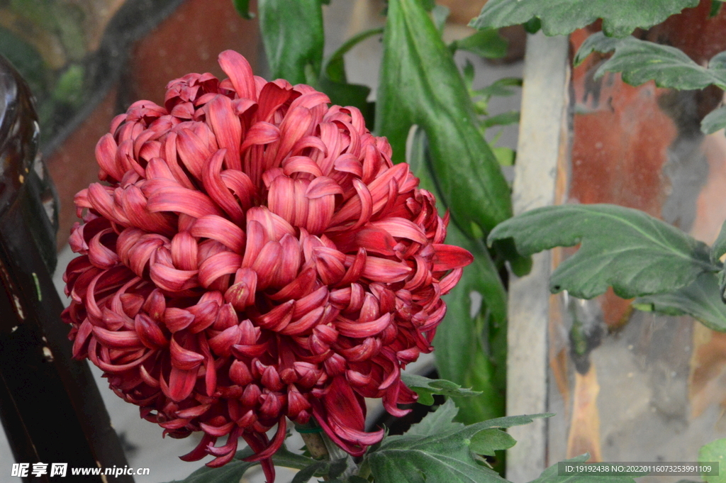 菊花